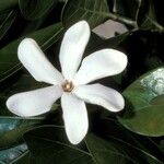 Gardenia taitensis Blomst