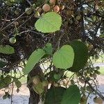 Cordia myxa Leaf