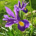 Iris xiphiumFloare