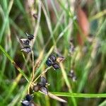 Carex alba Frucht