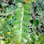 Weinmannia trichosperma Leaf