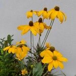Rudbeckia nitida Flor