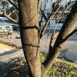 Gleditsia sinensis Bark