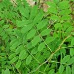 Indigofera suffruticosa List