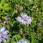 Globularia cordifoliaFlower