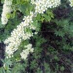 Spiraea hypericifolia Çiçek