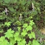 Aconitum septentrionale Агульны выгляд
