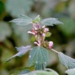 Leonurus cardiaca Flower