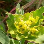 Euphorbia serrata Lorea