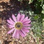 Arctotis stoechadifolia Flor