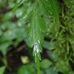 Asplenium friesiorum Folha