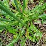 Leontodon crispus Feuille