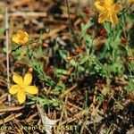 Hypericum australe Habit