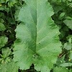 Arctium nemorosum 叶