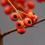 Pyracantha coccinea Meyve