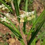 Gomphocarpus fruticosus Fleur