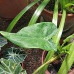 Alocasia cucullata Blad