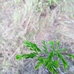 Haematoxylum campechianum Blatt