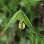 Avena fatua Flor