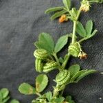 Medicago rugosa 整株植物