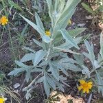 Artemisia ludoviciana Folha