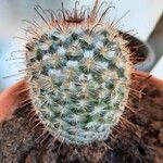 Mammillaria bombycina ᱥᱟᱠᱟᱢ