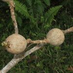 Genipa americana Fruit