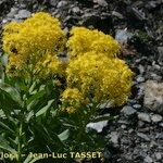 Isatis alpina Fleur
