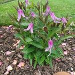 Clematis integrifolia Fiore