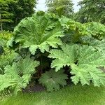 Gunnera tinctoria Blad