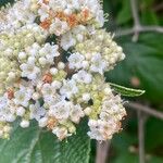 Viburnum rhytidophyllumFlor