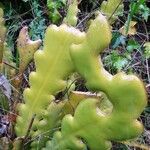 Epiphyllum phyllanthus Fuelha