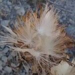 Rhaponticum coniferum फल