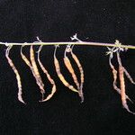 Corydalis flaccida