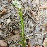 Euploca polyphylla Blad