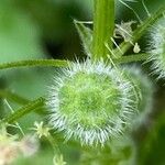 Urtica pilulifera ഫലം