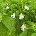 Mimulus alatus Blüte