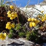 Draba aizoides 整株植物