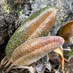 Elaphoglossum engelii Liść