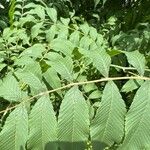 Sorbaria kirilowii পাতা