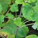 Arctium lappa Hoja