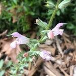 Salvia taraxacifolia Flower