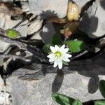 Cerastium pumilum Floare