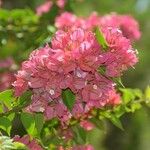 Bougainvillea spectabilis Kvet