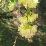 Staphylea pinnata Blüte