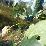 Quercus robur Fruit