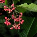 Ixora nicaraguensis Other