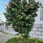 Camellia japonica Συνήθη χαρακτηριστικά