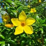 Allamanda cathartica 花