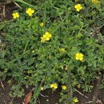 Potentilla erecta Other